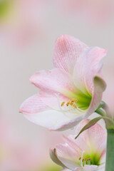 Fototapeta na wymiar Closeup of the stem of a pink amaryllis flower with cream background
