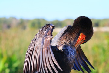 Anhinga
