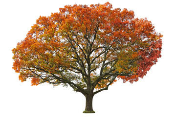 Oak Tree