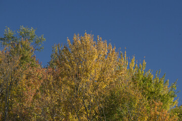 Fototapeta na wymiar clear blue autumn sky