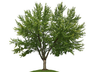 Obraz premium Maple Tree