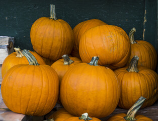 Pumpkins for sale