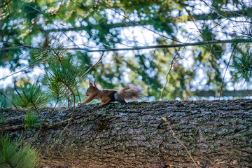 Squirrel red forest runs along the trunk of a cedar