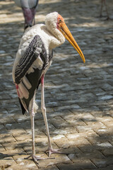 Image of a Lesser adjutant stork. wild animals.