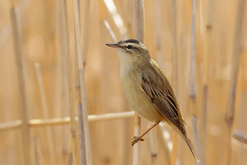 Камышевка-барсучок. © reznik_ov