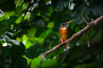 Wild female common kingfisher, also known as the Eurasian kingfisher or by its scientific name Alcedo atthis