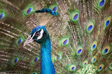 Naklejka premium Image of a peacock showing its beautiful feathers. wild animals.