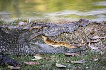 Image of a crocodile on the grass. Reptile Animals.