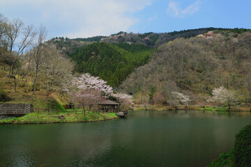 Fototapeta na wymiar 大分県民の森の桜