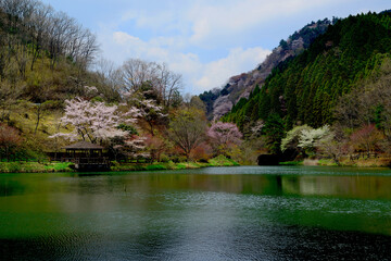 大分県民の森の桜
