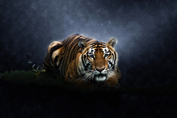Bengal tiger in the rains.