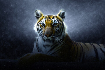Bengal tiger in the rains.