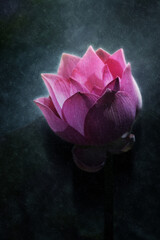 Blooming Lotus flower in the rains.