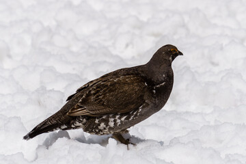 Female Spruce Grouse in winter on the snow