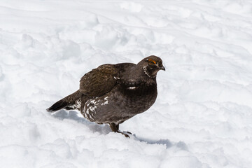 Female Spruce Grouse in winter on the snow