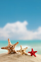 Fototapeta na wymiar Starfish standing on the sea background . Suitable as a card.