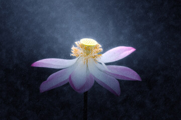 Pink lotus flower in the rains with dark background.
