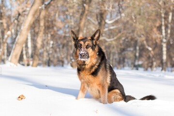 Dog german shepherd in a park in a winter