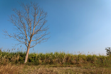 Dried dead trees, which are often seen in paddy fields of Thailand