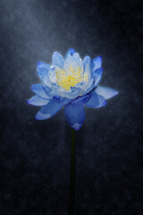 Soft focus image of Blue waterlily Hybrid flower blooming in the rains.
