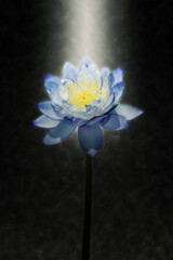 Soft focus image of Blue waterlily Hybrid flower.