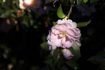 Camellia inn the afternoon sun