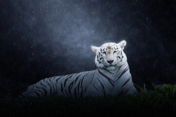 White tiger in the rains.