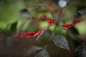 Film vintage red tropical flower
