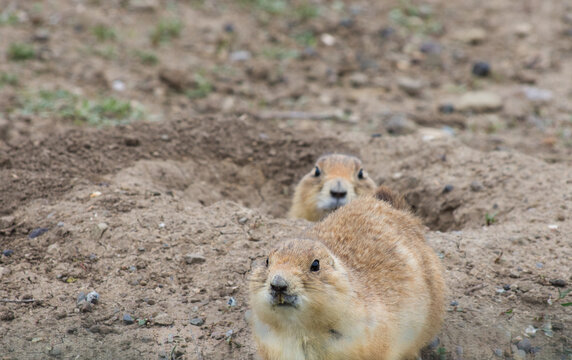 Two Black Tailed Prairie Dogs facing the camera with one in the burrow and the other at the edge in the rocky soil. Photographed in Prairie Dog Town, Montana.