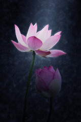 Pink lotus flower in the rains.