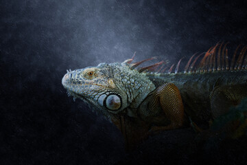 Portrait of iguana in the rains.