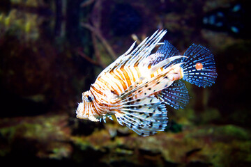 Poisonous Lionfish. Pterois volitans.