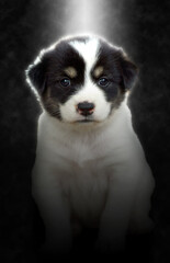 Soft focus image of Cute puppy sitting in the light.