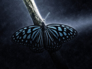Fototapeta na wymiar Blue butterfly on a twig in the rains.