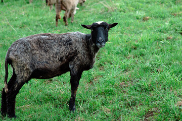 nice cute coats and sheeps grazing  in the hills of the mountains