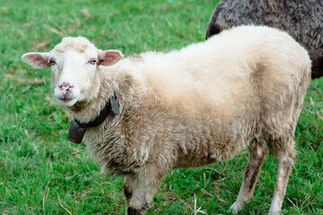 nice cute coats and sheeps grazing  in the hills of the mountains