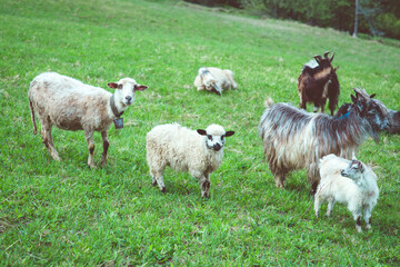 Obraz premium nice cute coats and sheeps grazing in the hills of the mountains