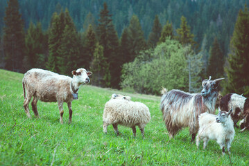 Obraz na płótnie Canvas nice cute coats and sheeps grazing in the hills of the mountains