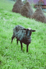 nice cute coats and sheeps grazing  in the hills of the mountains