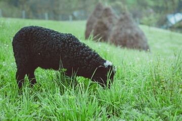 nice cute coats and sheeps grazing  in the hills of the mountains