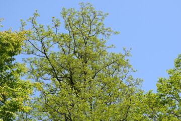 新緑の木と青空