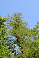 新緑の木と青空
