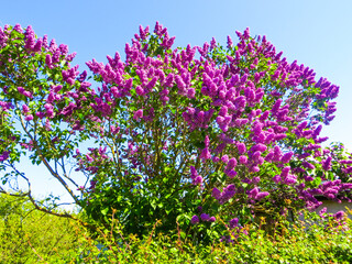 Obraz premium Bushes of blossoming lilacs in late spring.