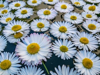 Fototapeta premium Gänseblümchen 1