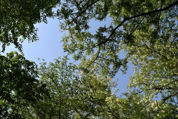 白い花と新緑の木と青空