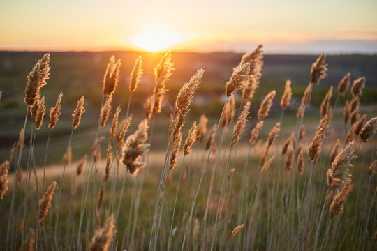 Dry plants crouch in the field in the wind during sunset.