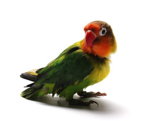 Lovebird isolated on white Agapornis fischeri