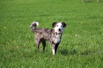 Border collie im park