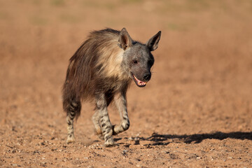 A brown hyena (Hyaena brunnea) walking, Kalahari desert, South Africa.
