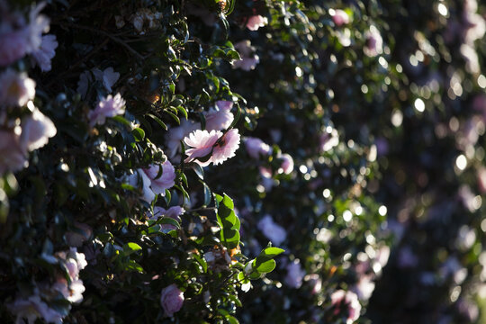 Camellia Hedge